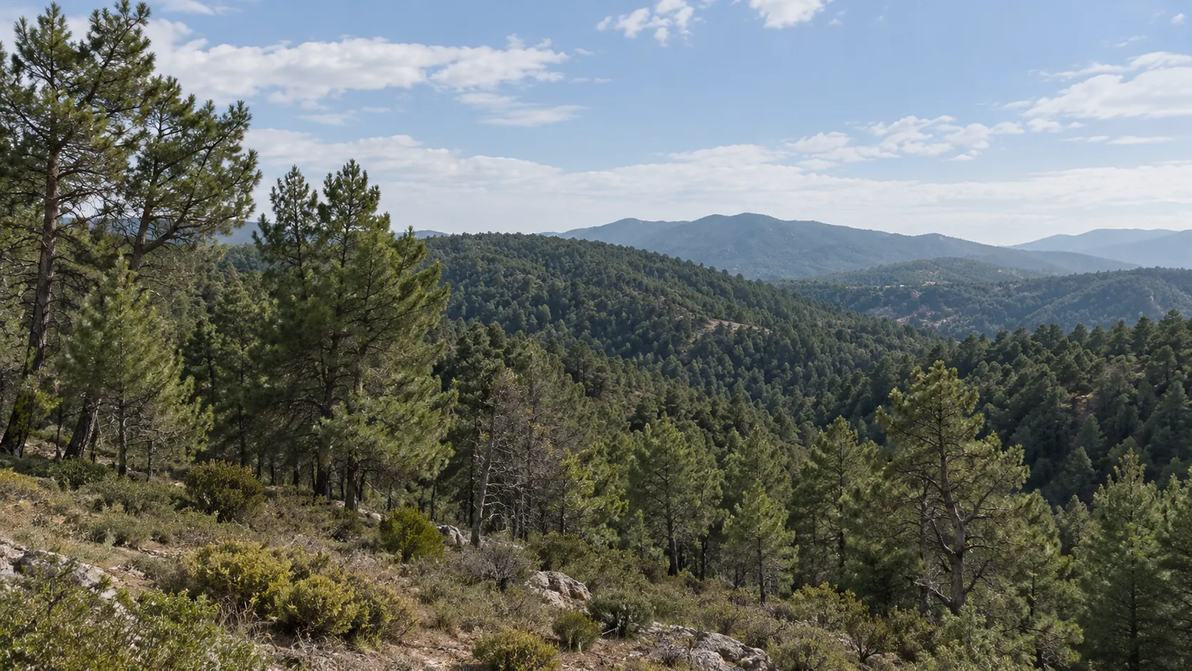 Bosque de pinos entre montañas